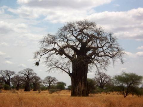 African Tree