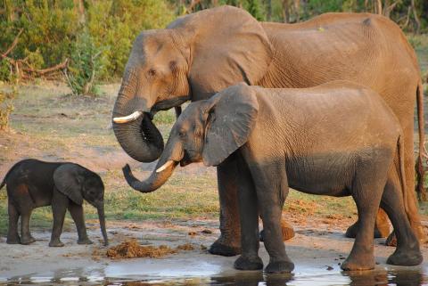 Elephants in Botswana