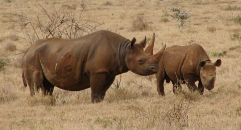 West African black rhino