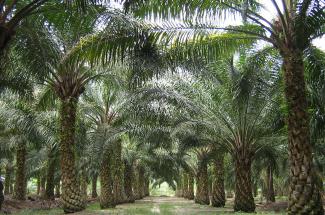 A palm oil plantation in Malaysia