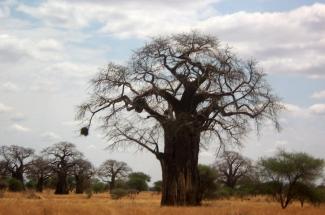 African Tree