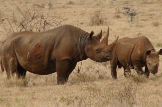 West African black rhino