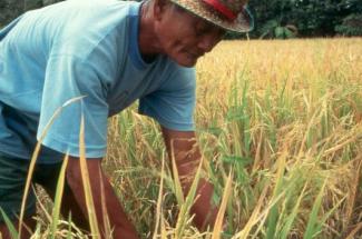 Philippines rice farmer